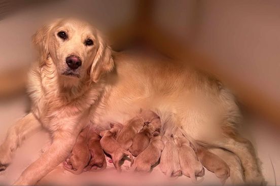 Les Golden Retriever de l'affixe Du Domaine Des Belles Aubois