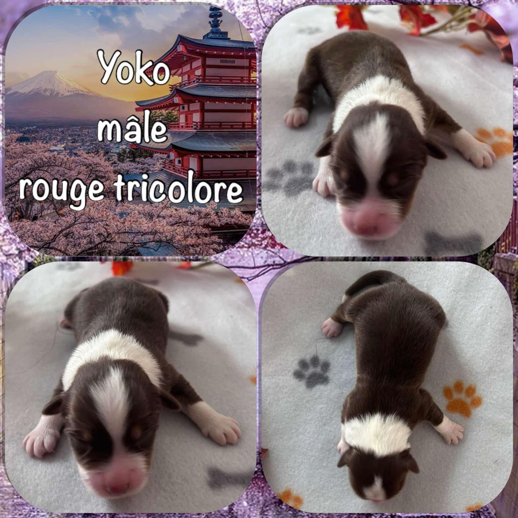 Du Domaine Des Belles Aubois - Chiot disponible  - Berger Australien