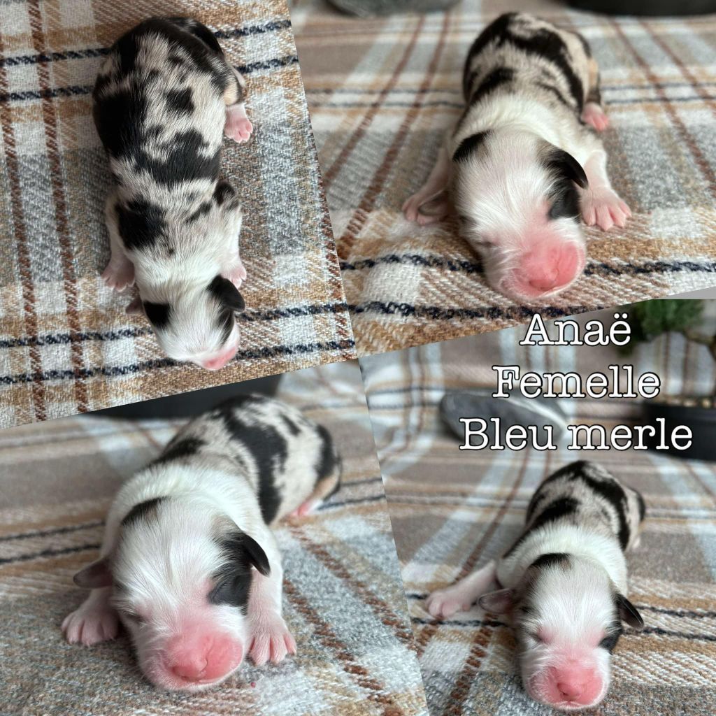 Du Domaine Des Belles Aubois - Chiot disponible  - Berger Australien