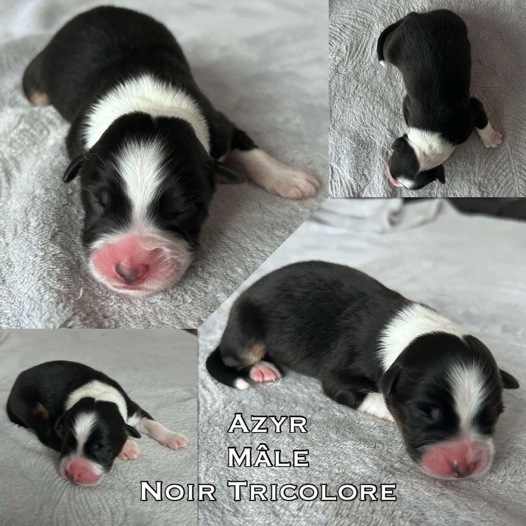 Du Domaine Des Belles Aubois - Chiot disponible  - Berger Australien