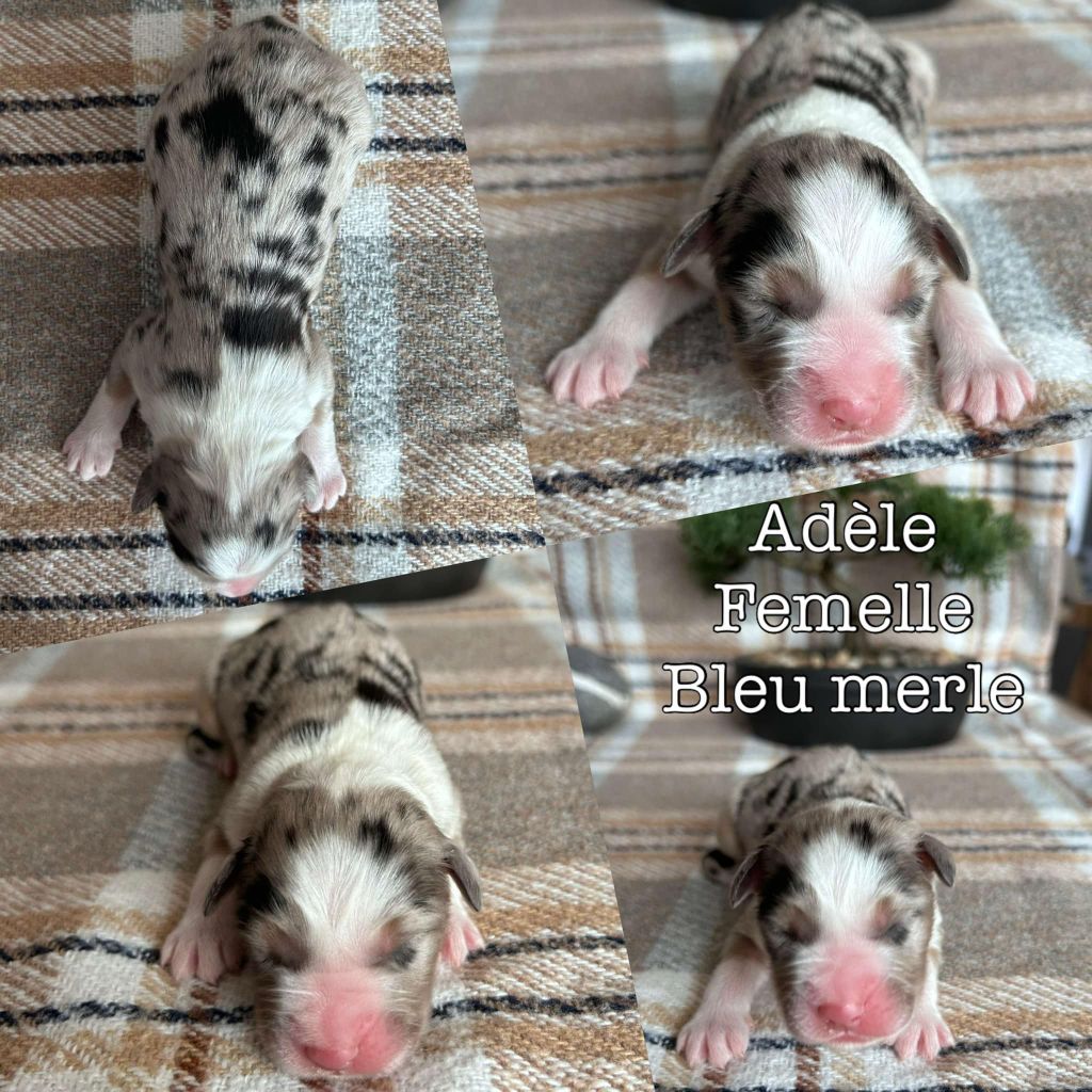 Du Domaine Des Belles Aubois - Chiot disponible  - Berger Australien