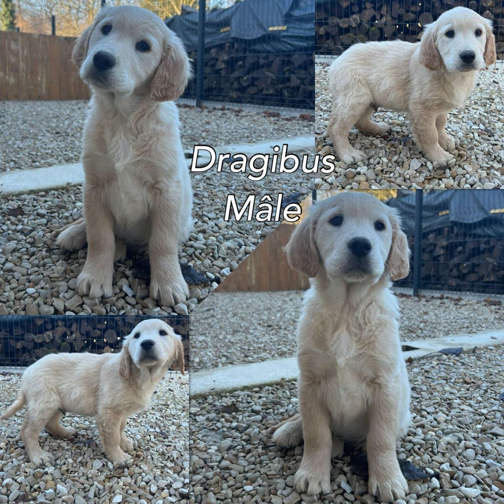 Du Domaine Des Belles Aubois - Chiot disponible  - Golden Retriever