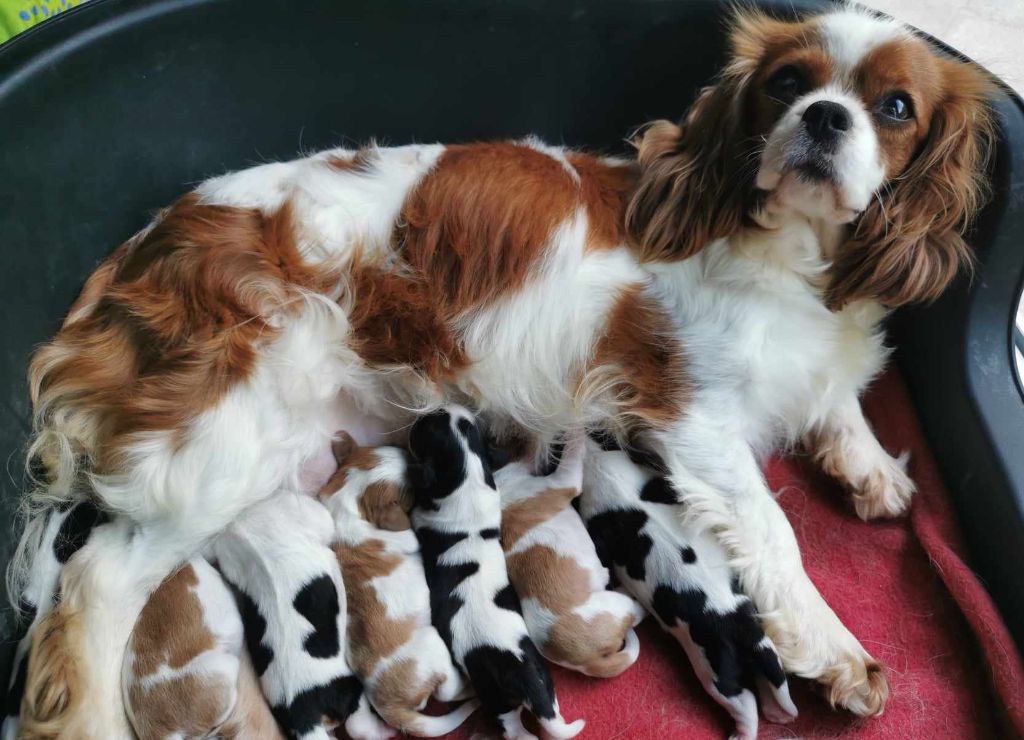 chiot Cavalier King Charles Spaniel Du Domaine Des Belles Aubois