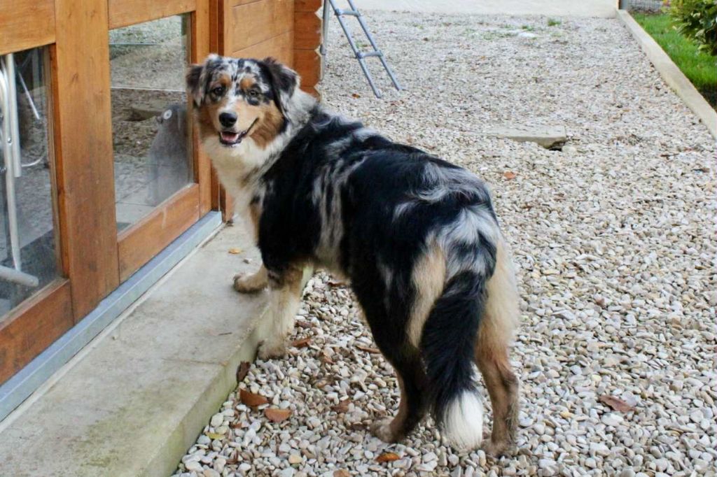 Vickie Du Domaine Des Belles Aubois