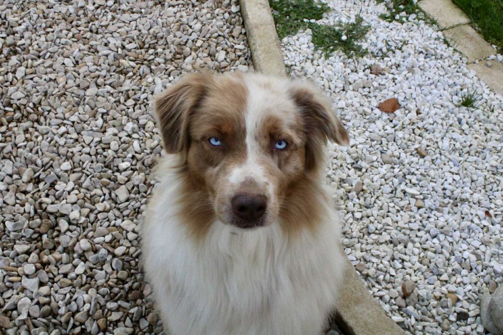 Texane Du Domaine Des Belles Aubois