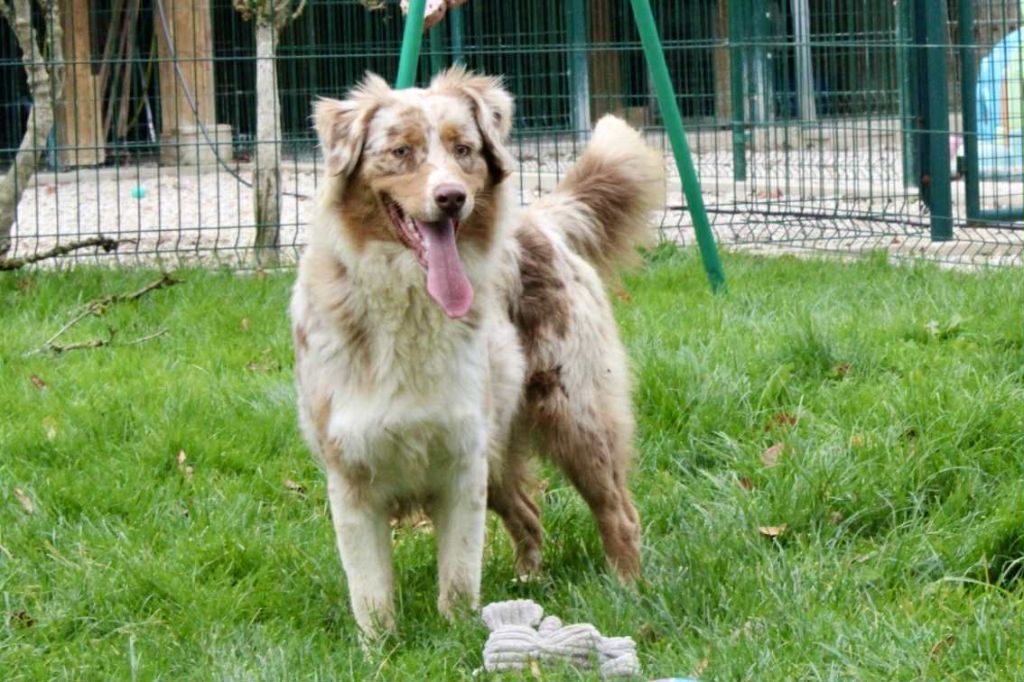 Abby-gaelle Du Domaine Des Belles Aubois