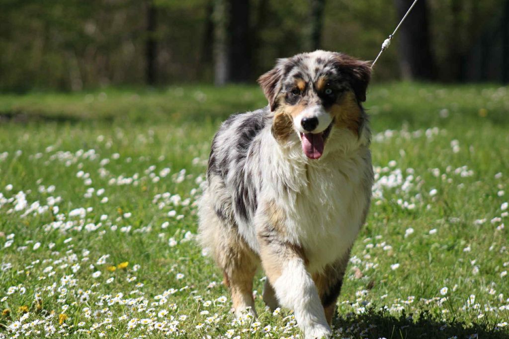 Redjina nina bonita d'Elocera Parck