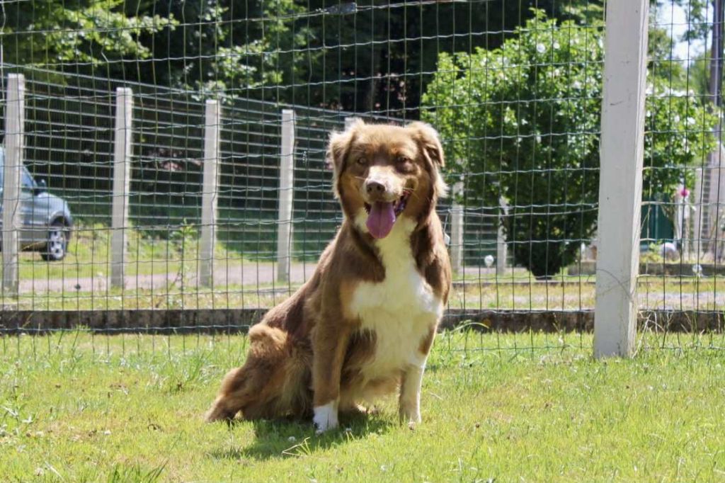 Phoebee Du Domaine Des Belles Aubois