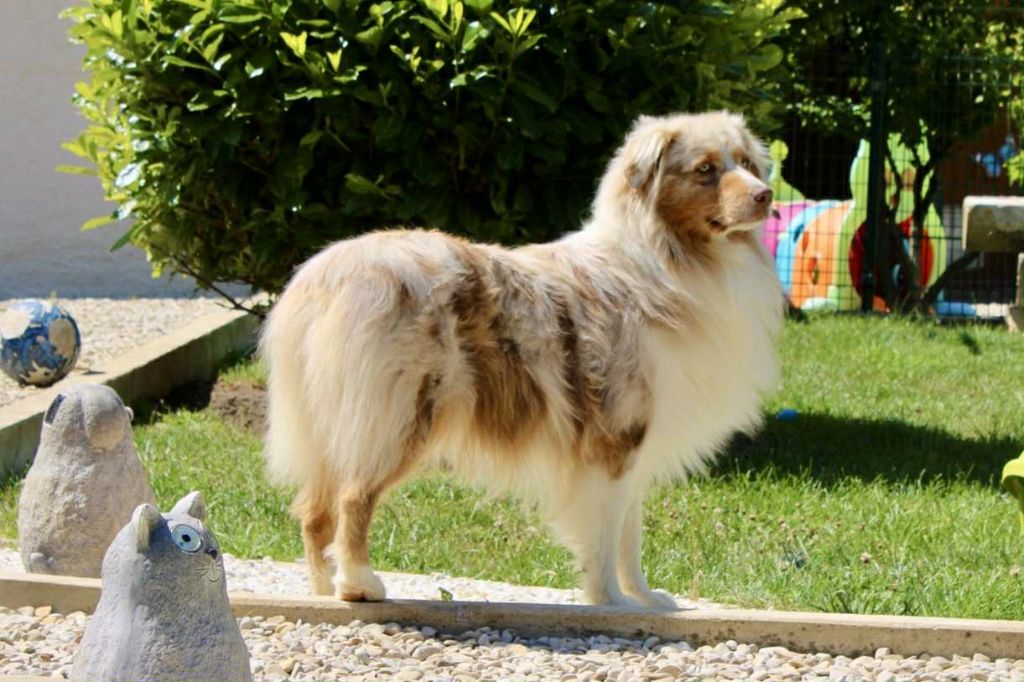 Ullyss Of Salsa's Stars