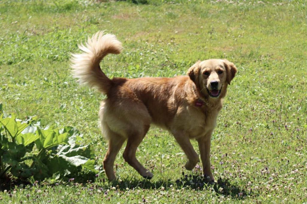 Urkann (Sans Affixe)