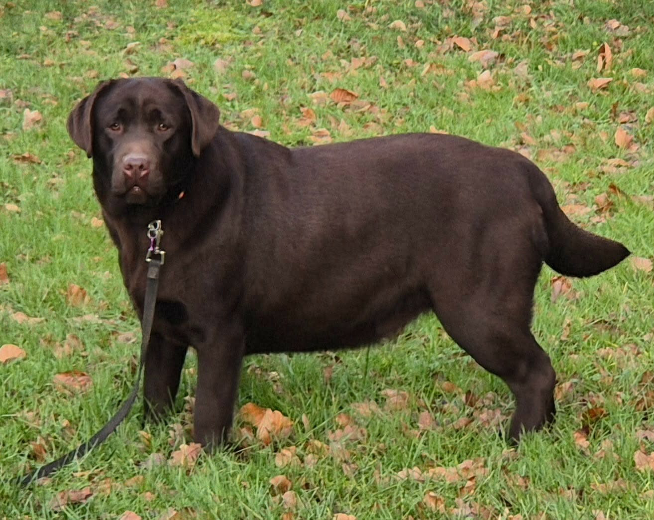 Athena (Sans Affixe)