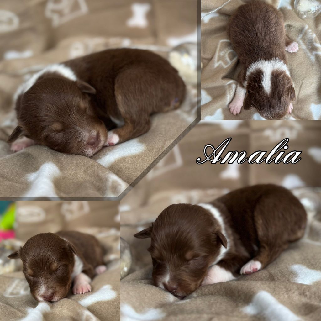 Du Domaine Des Belles Aubois - Chiots disponibles - Berger Australien