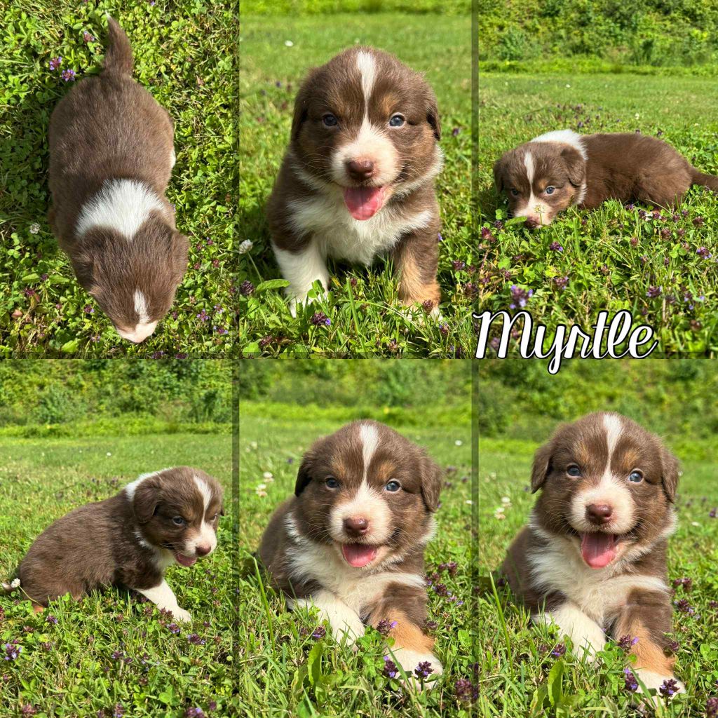 Du Domaine Des Belles Aubois - Chiots disponibles - Berger Australien