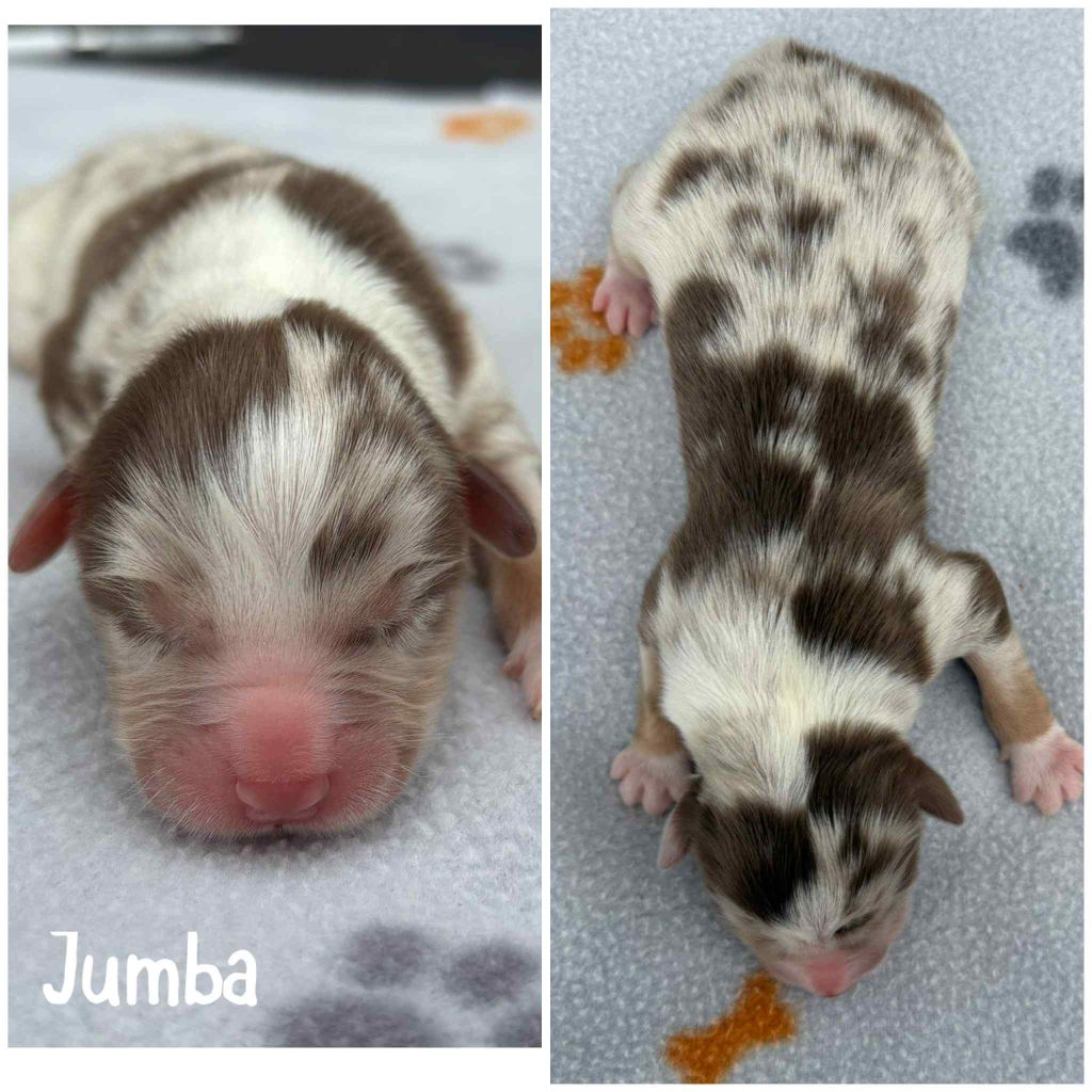 Du Domaine Des Belles Aubois - Chiots disponibles - Berger Australien