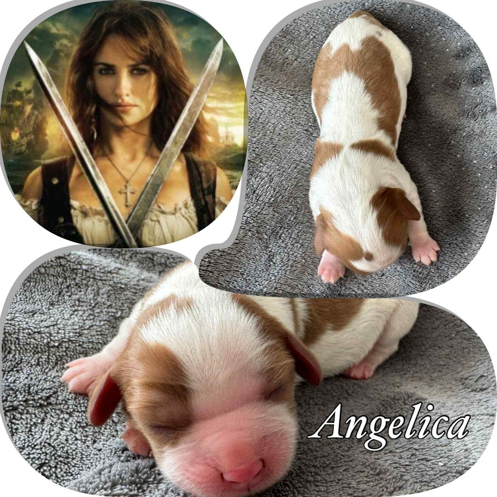 Du Domaine Des Belles Aubois - Chiots disponibles - Cavalier King Charles Spaniel