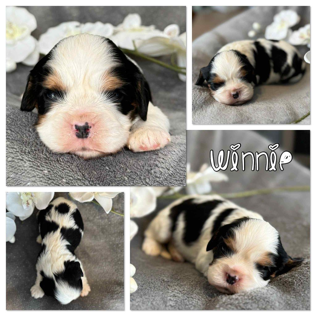 Du Domaine Des Belles Aubois - Chiots disponibles - Cavalier King Charles Spaniel