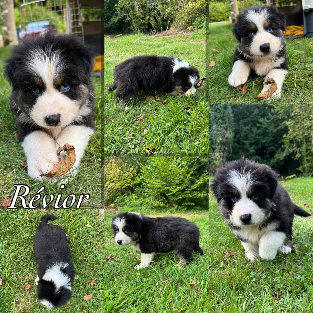 Du Domaine Des Belles Aubois - Chiots disponibles - Berger Australien