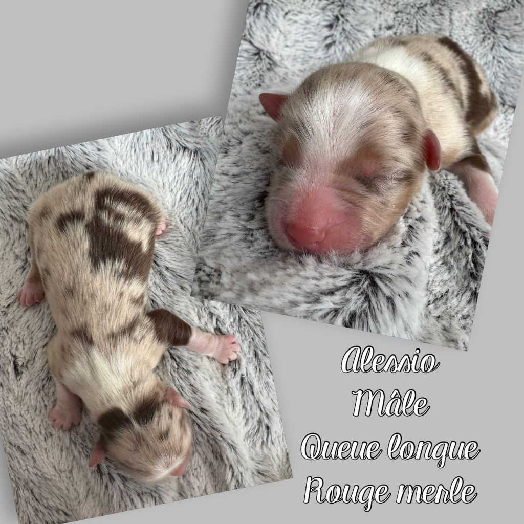 Du Domaine Des Belles Aubois - Chiots disponibles - Berger Australien