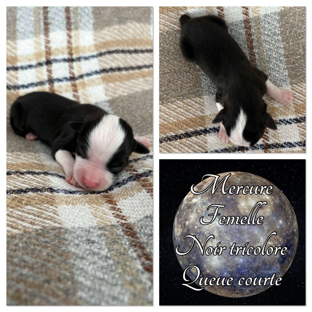 Du Domaine Des Belles Aubois - Chiots disponibles - Berger Américain Miniature 