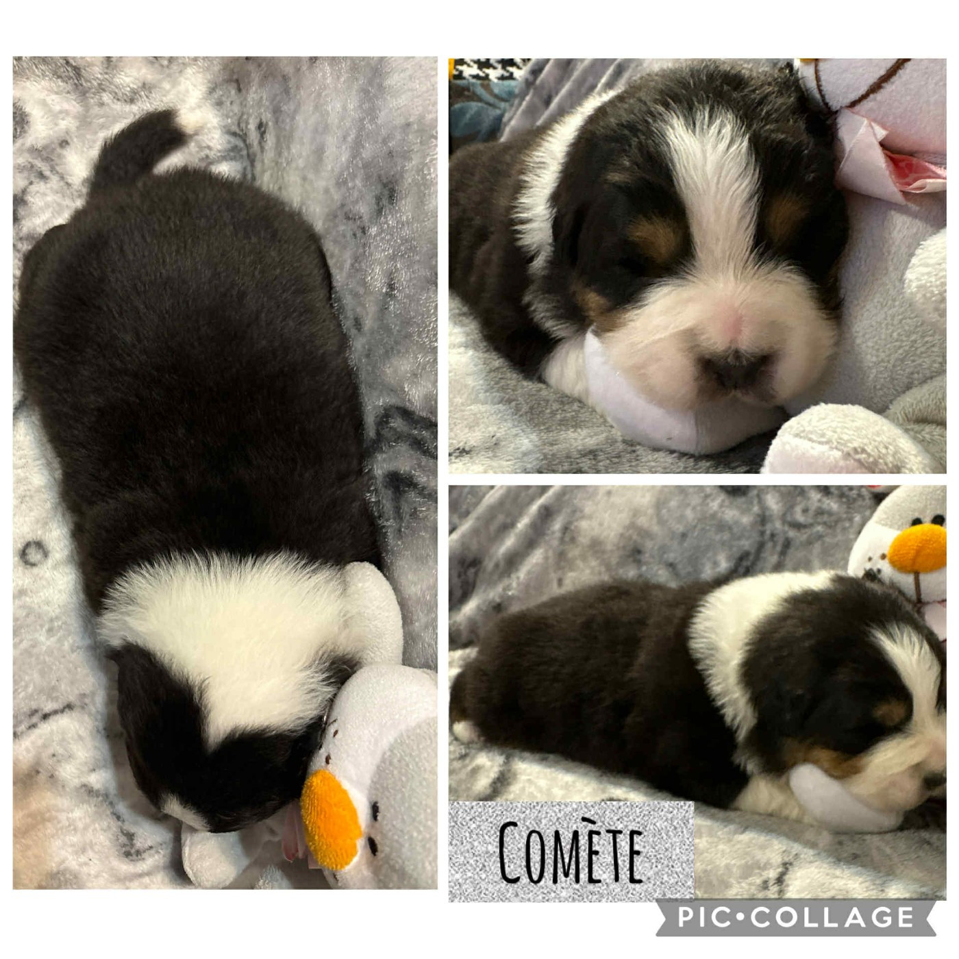 Du Domaine Des Belles Aubois - Chiots disponibles - Berger Australien