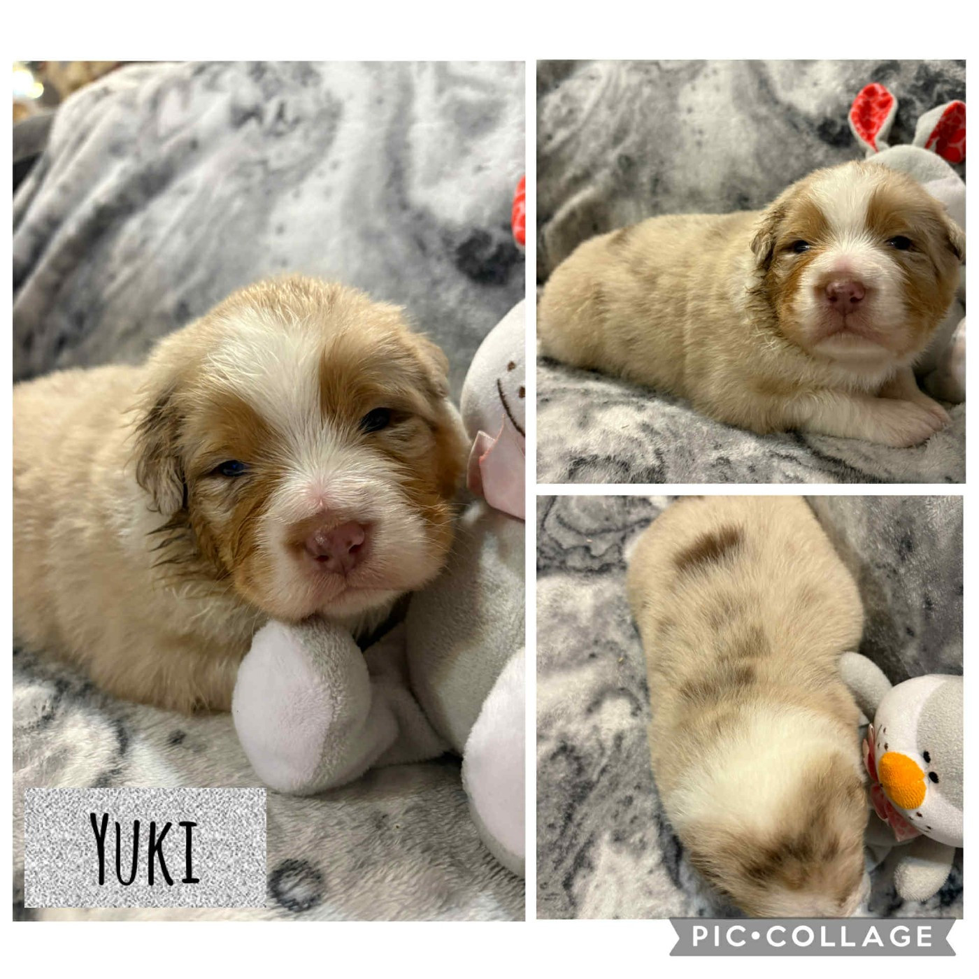 Du Domaine Des Belles Aubois - Chiots disponibles - Berger Australien