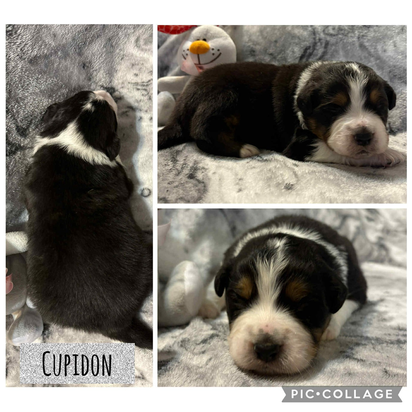 Du Domaine Des Belles Aubois - Chiots disponibles - Berger Australien