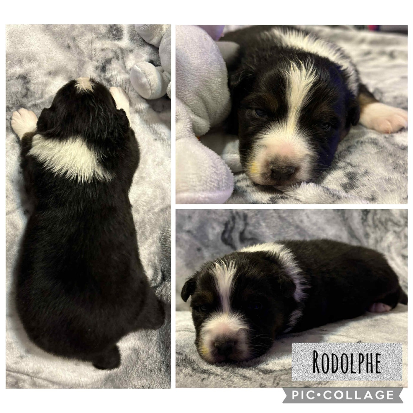 Du Domaine Des Belles Aubois - Chiots disponibles - Berger Australien