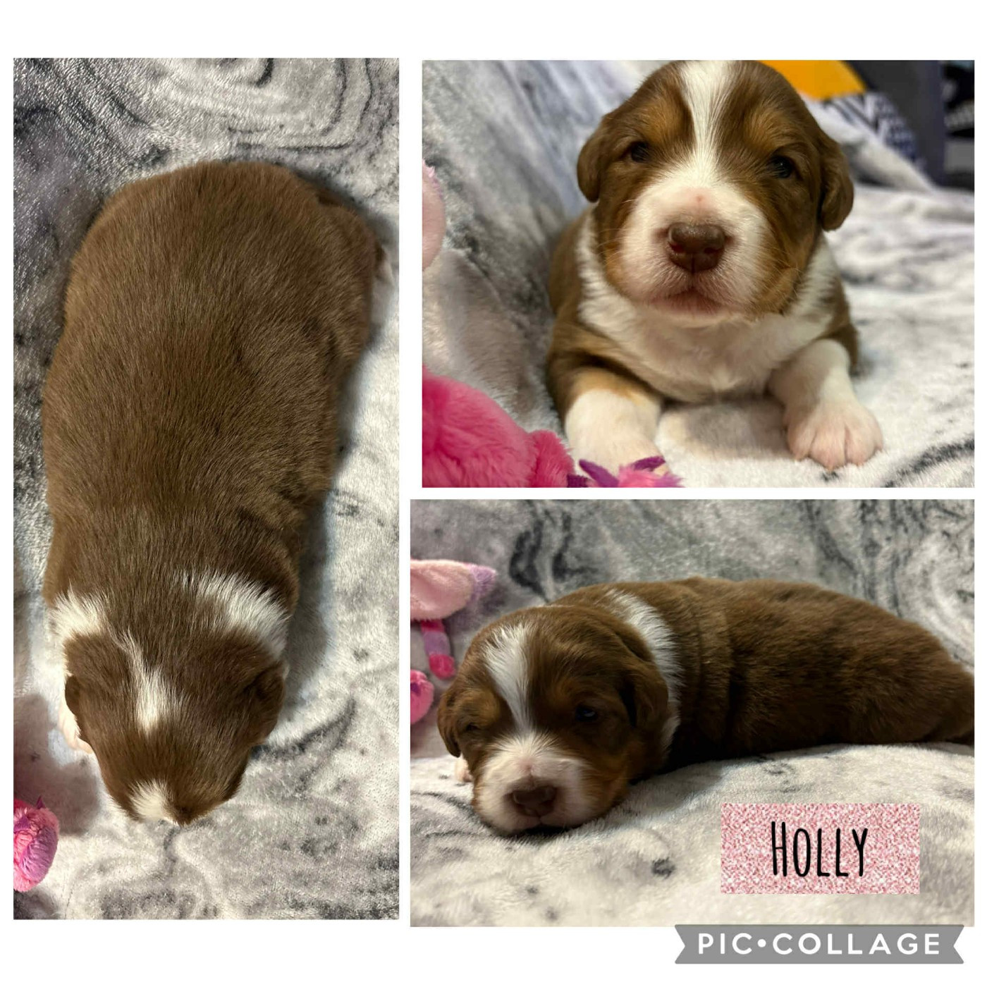 Du Domaine Des Belles Aubois - Chiots disponibles - Berger Australien