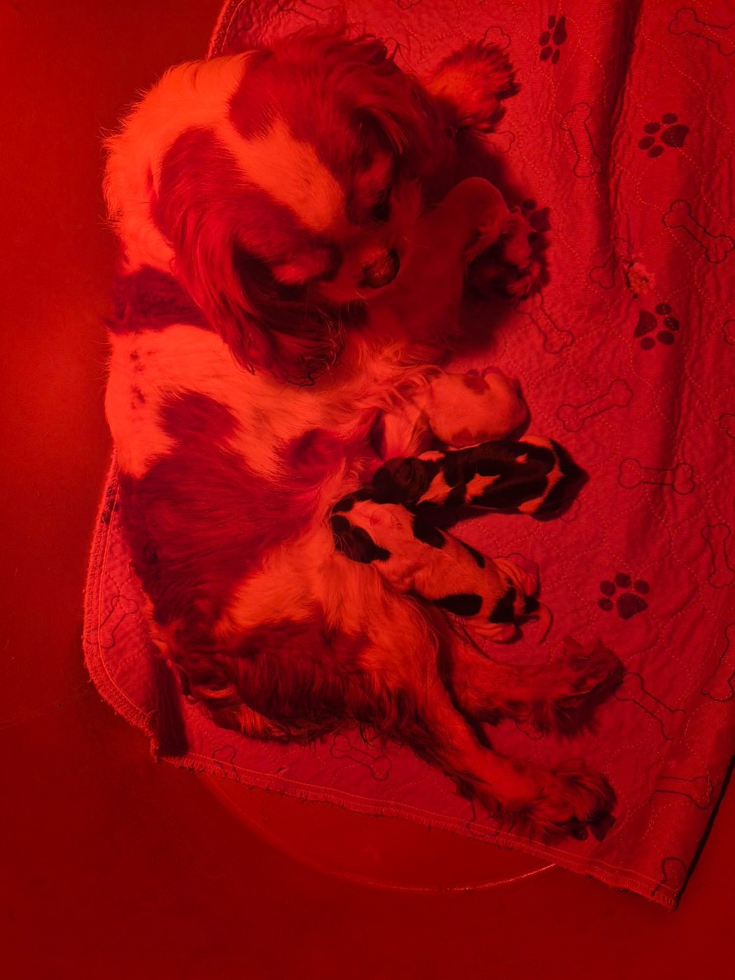 Chiot Cavalier King Charles Spaniel Du Domaine Des Belles Aubois