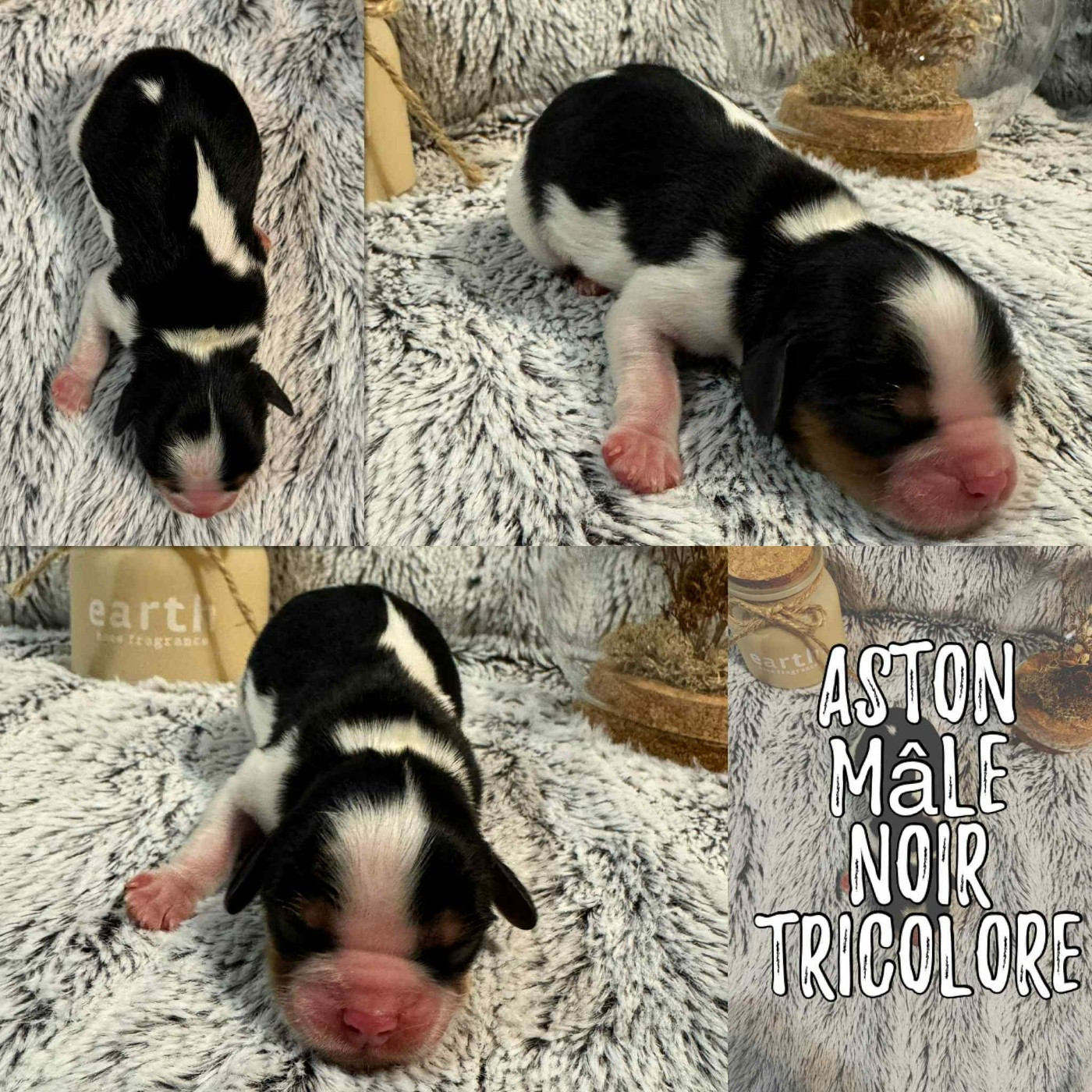 Du Domaine Des Belles Aubois - Chiots disponibles - Cavalier King Charles Spaniel