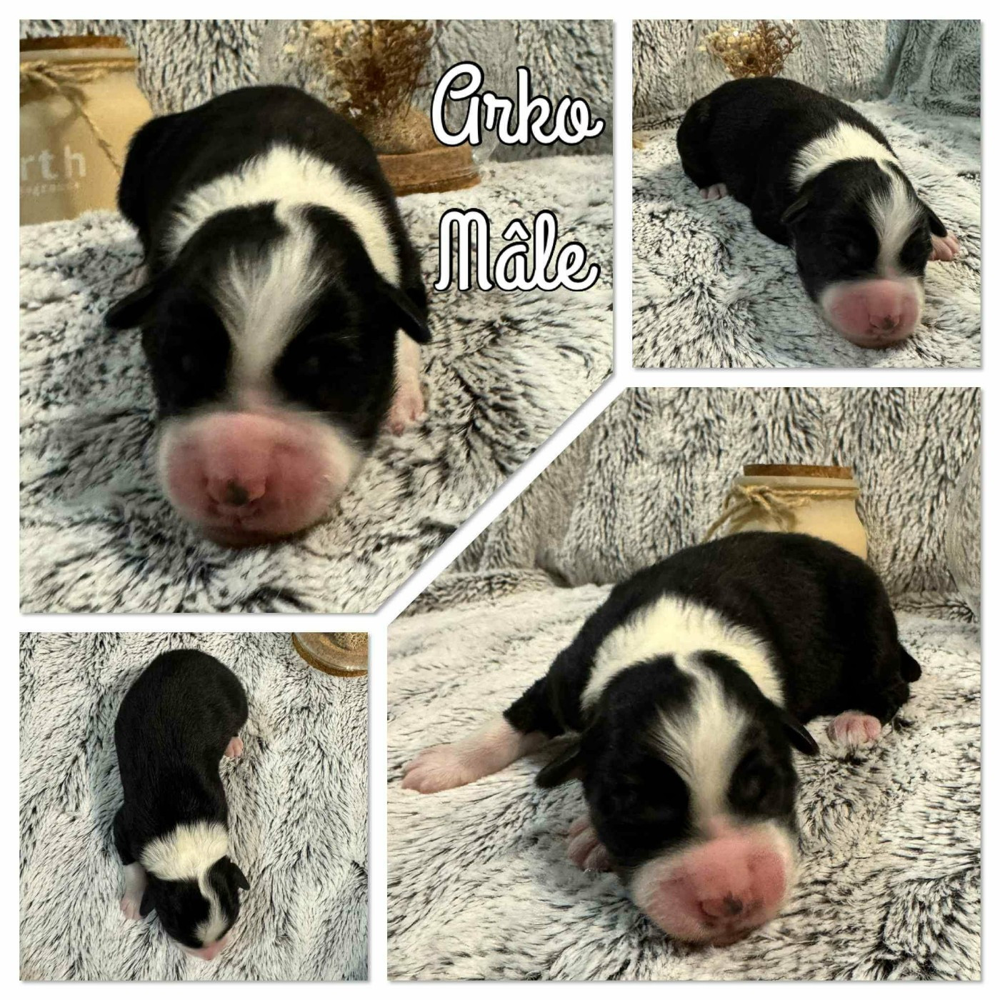 Du Domaine Des Belles Aubois - Chiots disponibles - Berger Australien