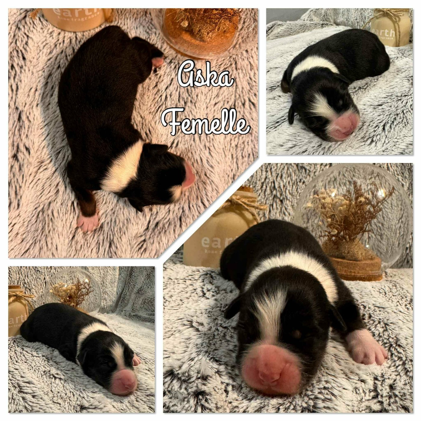 Du Domaine Des Belles Aubois - Chiots disponibles - Berger Australien