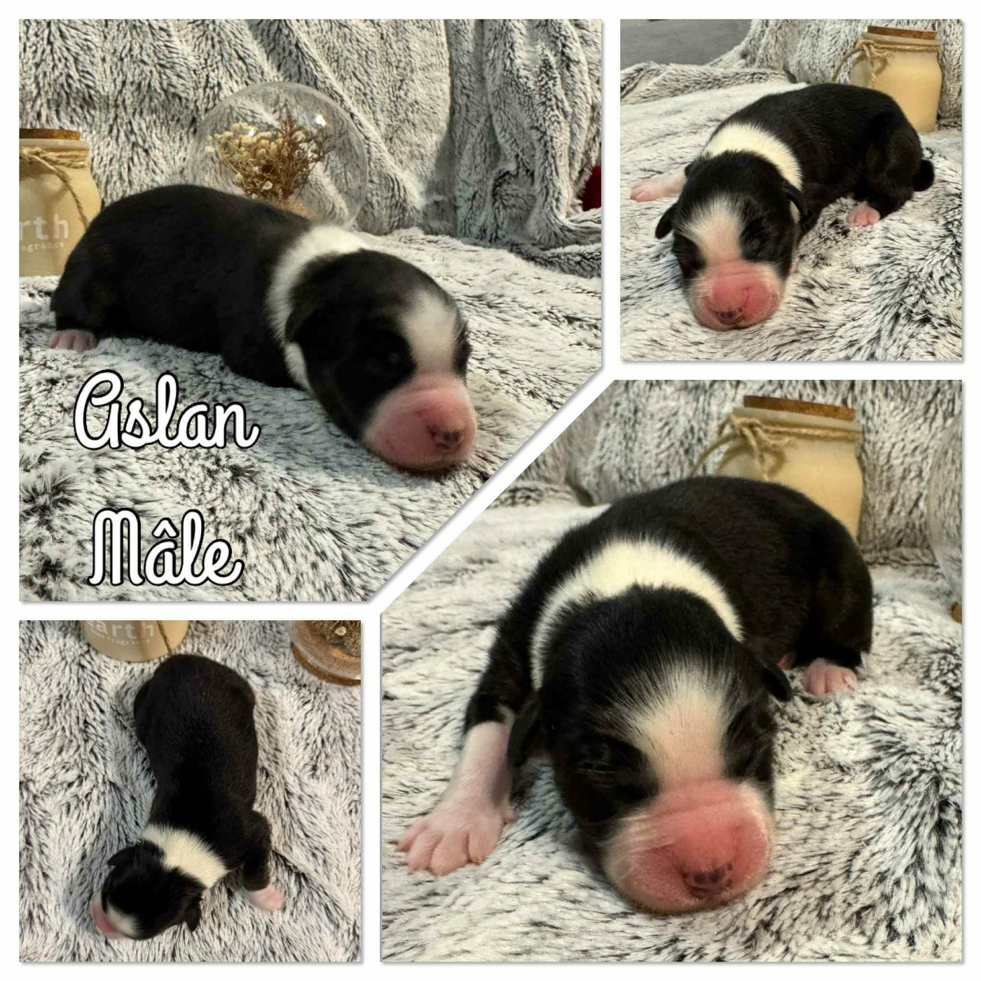 Du Domaine Des Belles Aubois - Chiots disponibles - Berger Australien