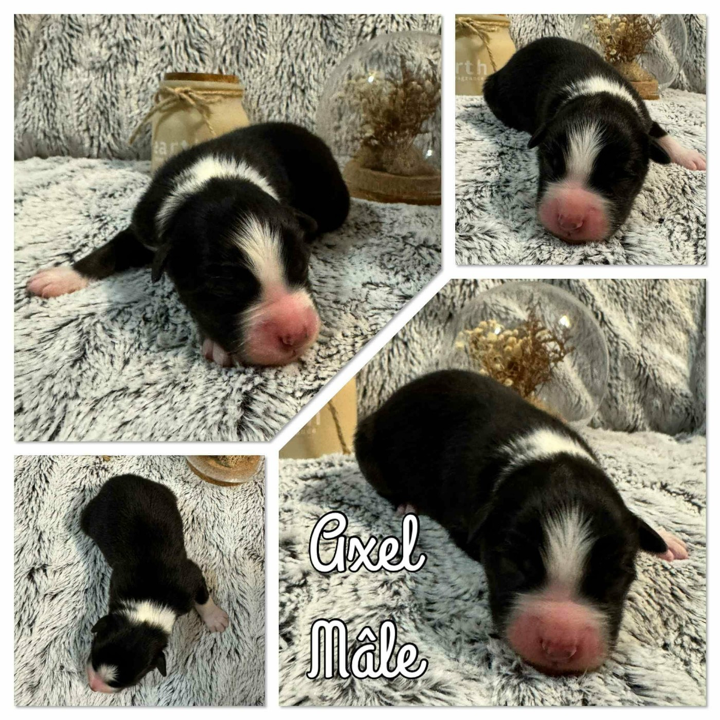 Du Domaine Des Belles Aubois - Chiots disponibles - Berger Australien