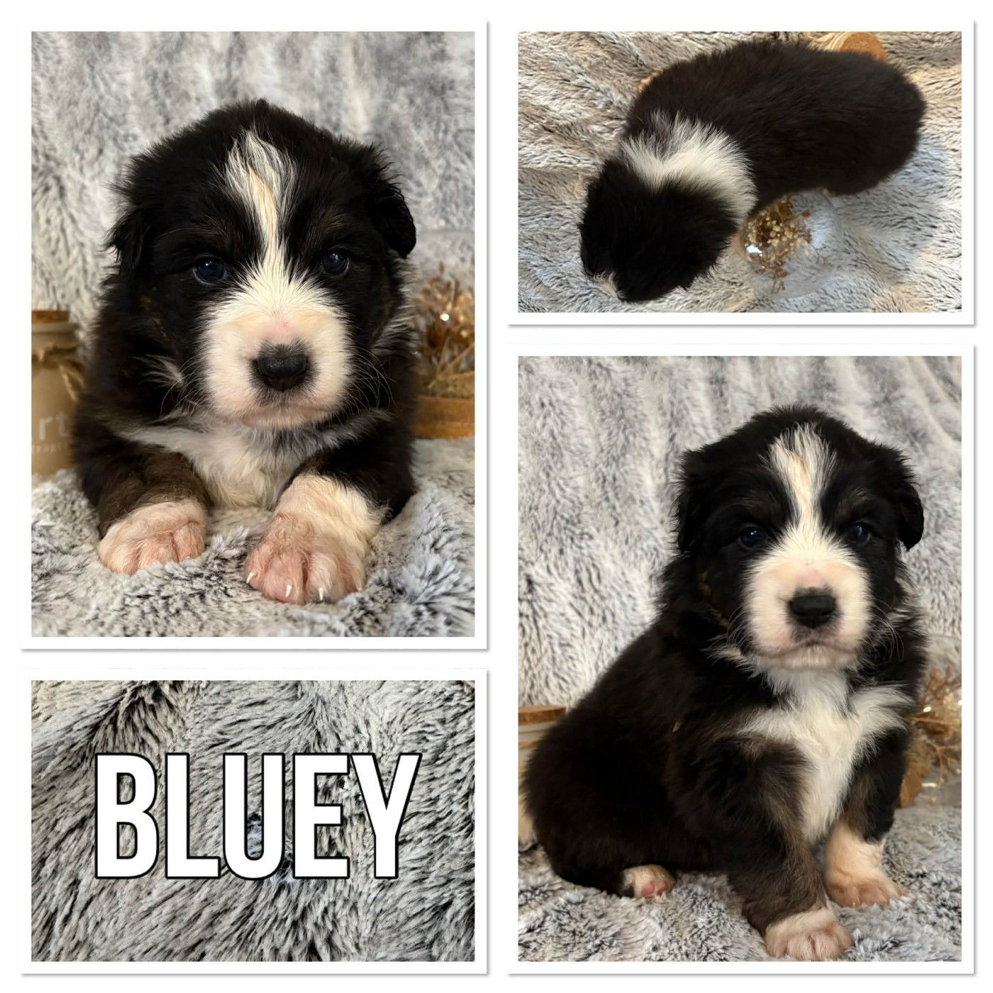 Du Domaine Des Belles Aubois - Chiots disponibles - Berger Australien