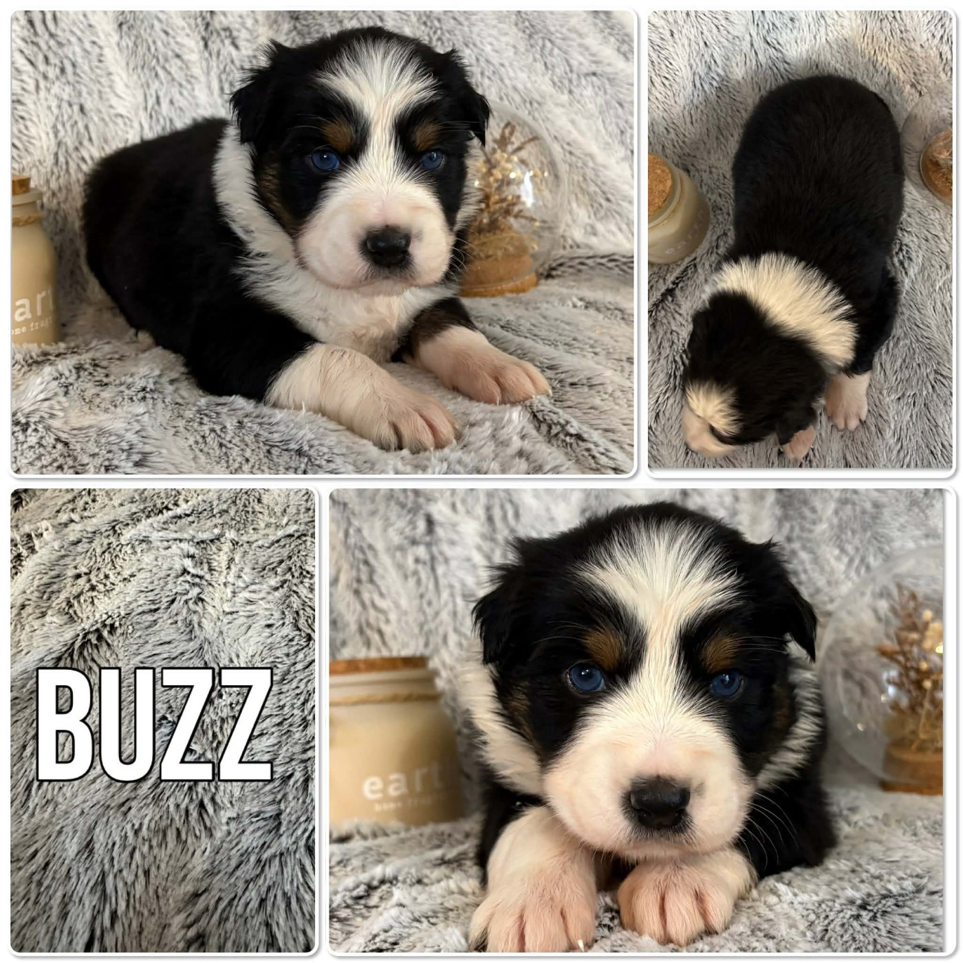 Du Domaine Des Belles Aubois - Chiots disponibles - Berger Australien