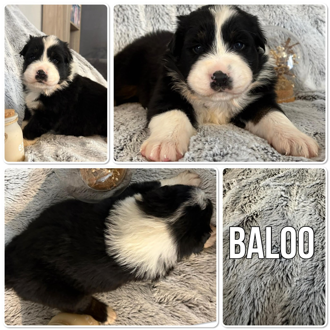 Du Domaine Des Belles Aubois - Chiots disponibles - Berger Australien