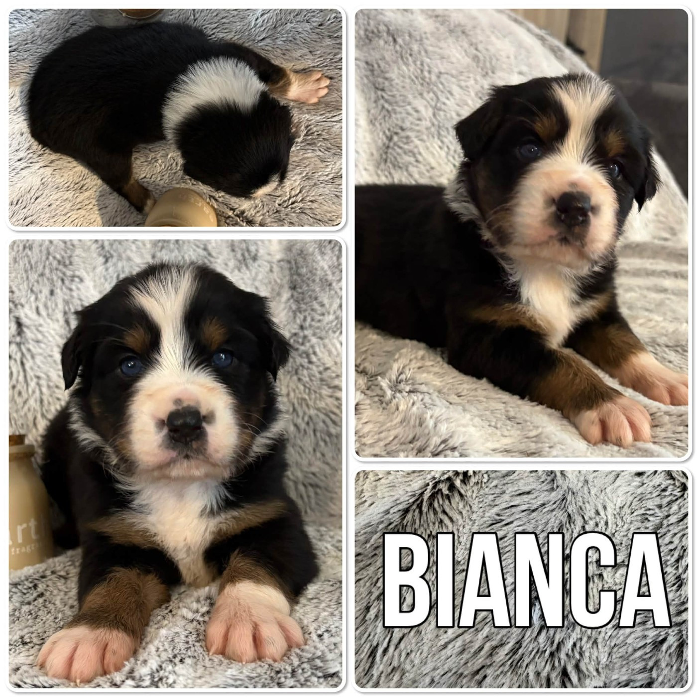 Du Domaine Des Belles Aubois - Chiots disponibles - Berger Australien