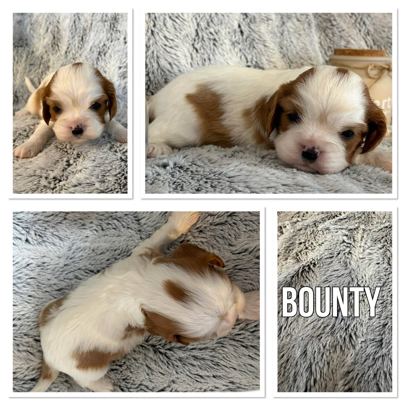 Du Domaine Des Belles Aubois - Chiots disponibles - Cavalier King Charles Spaniel