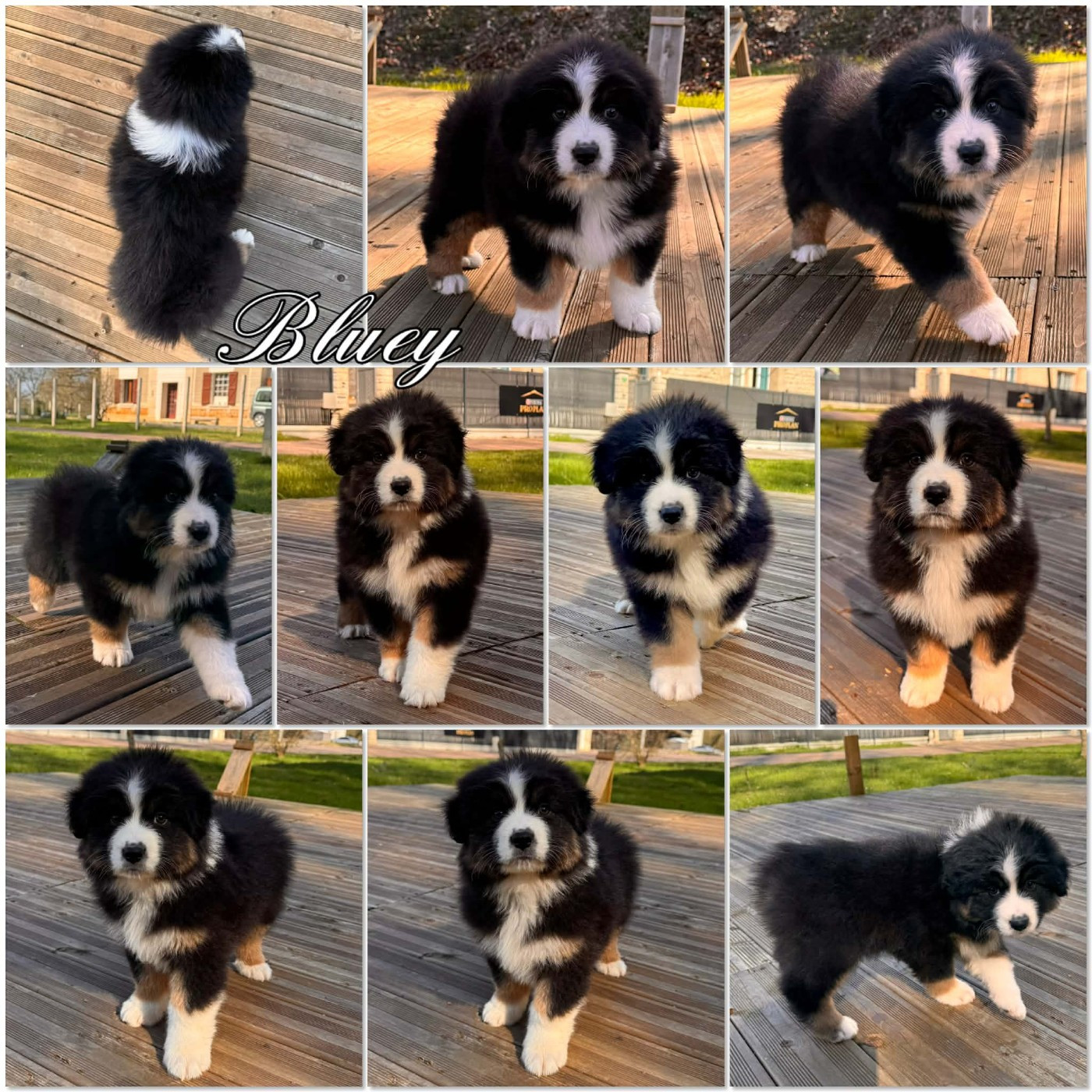 Du Domaine Des Belles Aubois - Chiots disponibles - Berger Australien