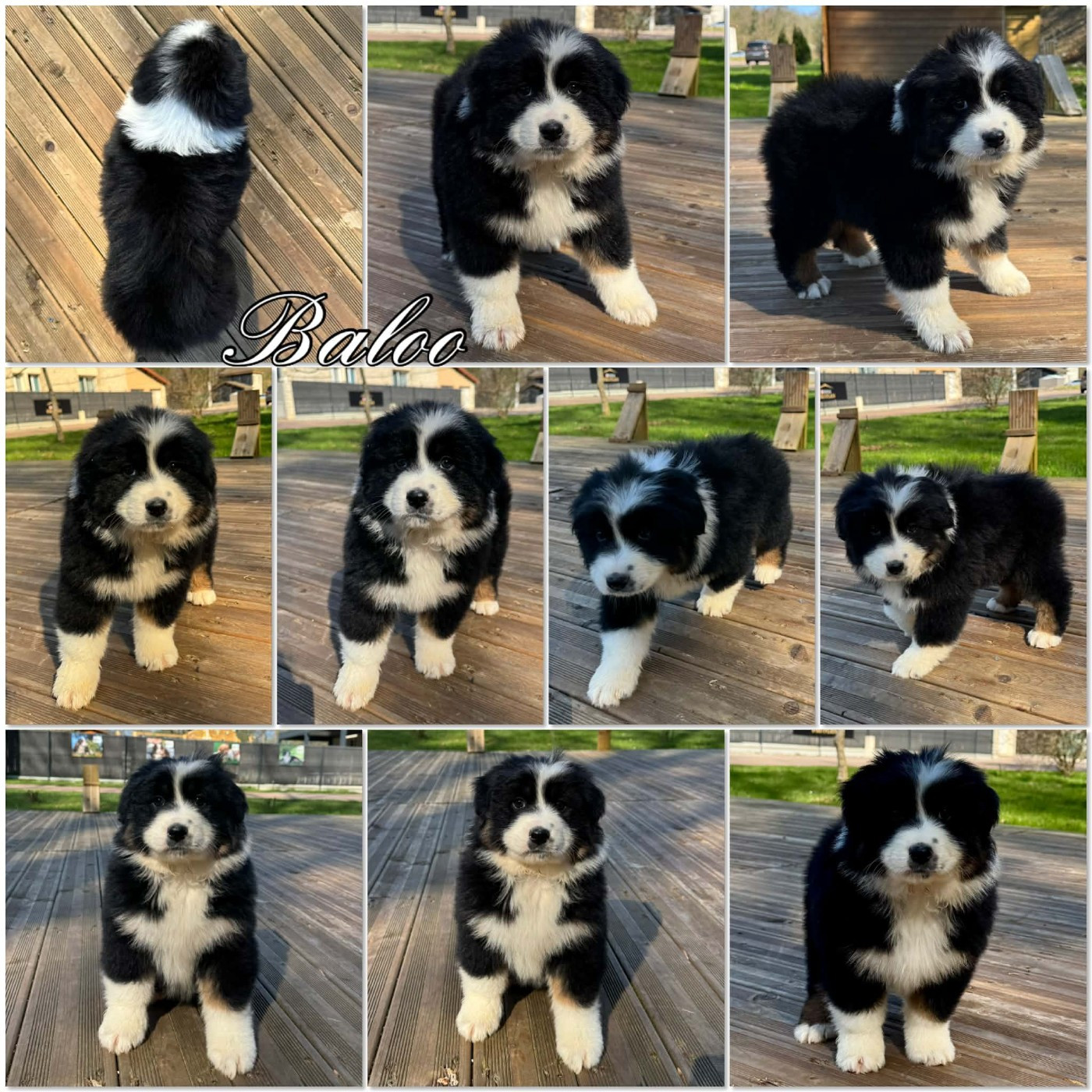 Du Domaine Des Belles Aubois - Chiots disponibles - Berger Australien