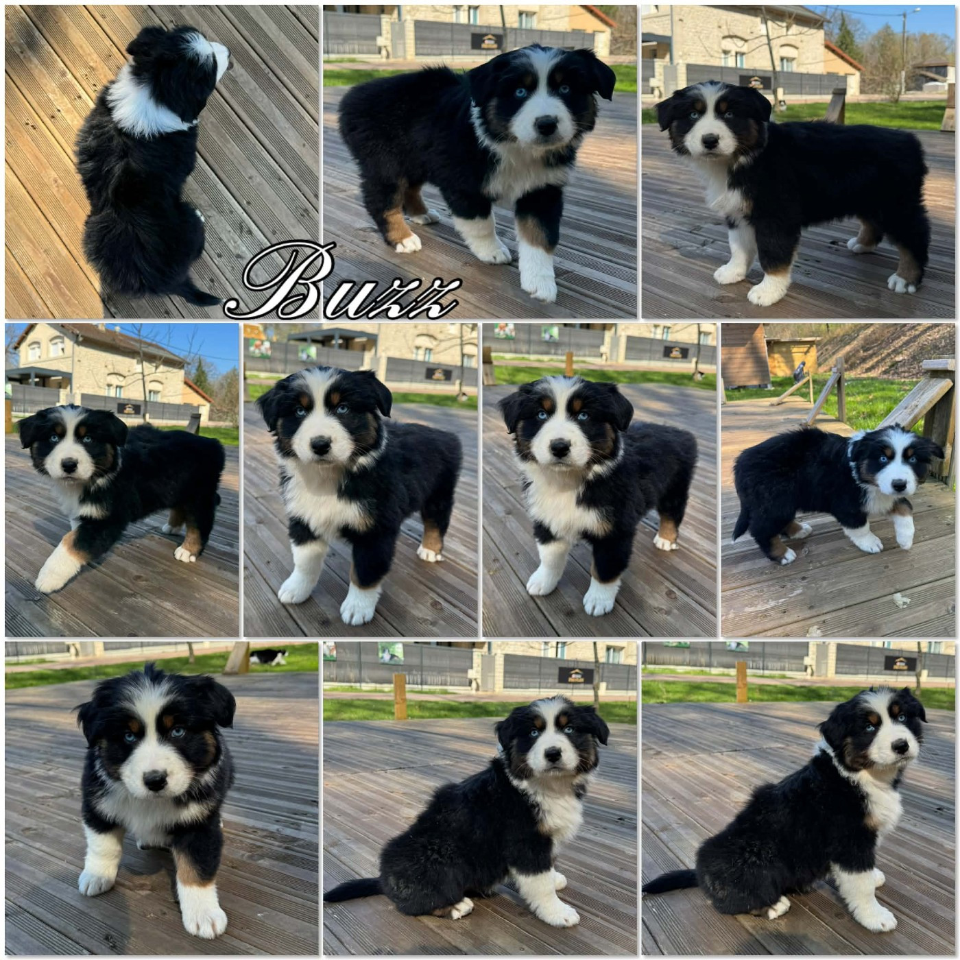 Du Domaine Des Belles Aubois - Chiots disponibles - Berger Australien