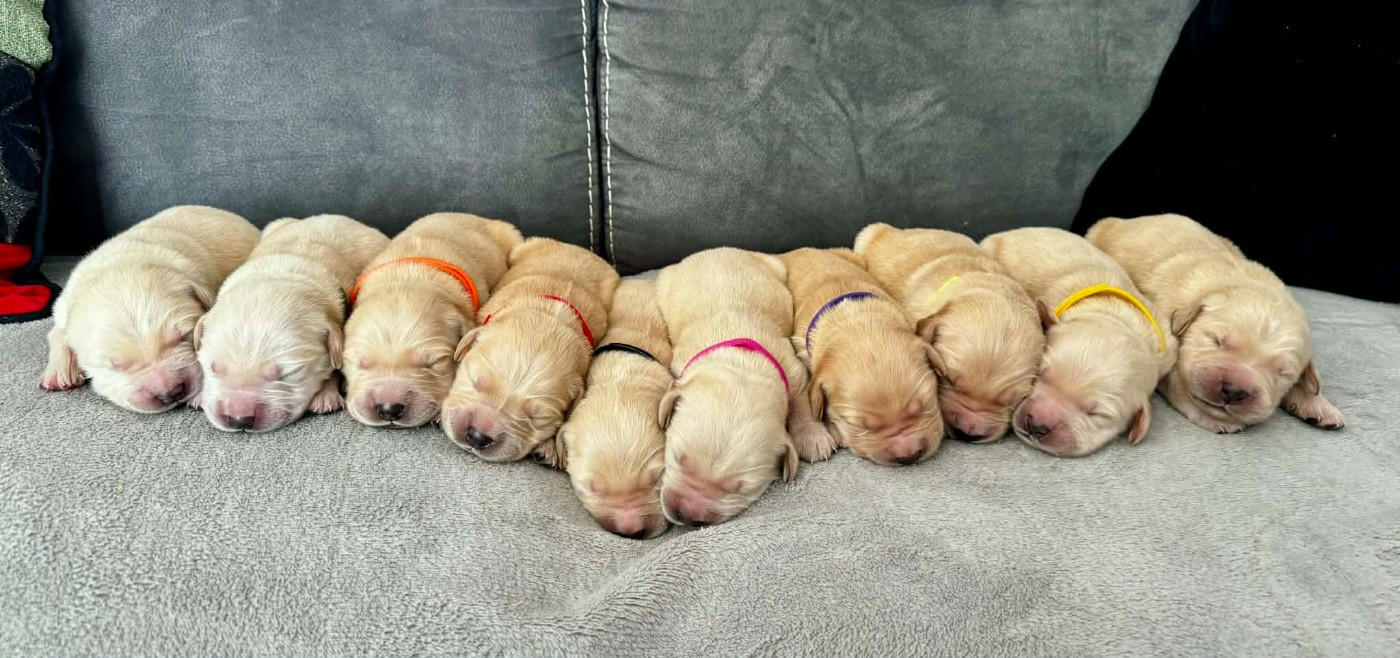 Chiot Golden Retriever Du Domaine Des Belles Aubois