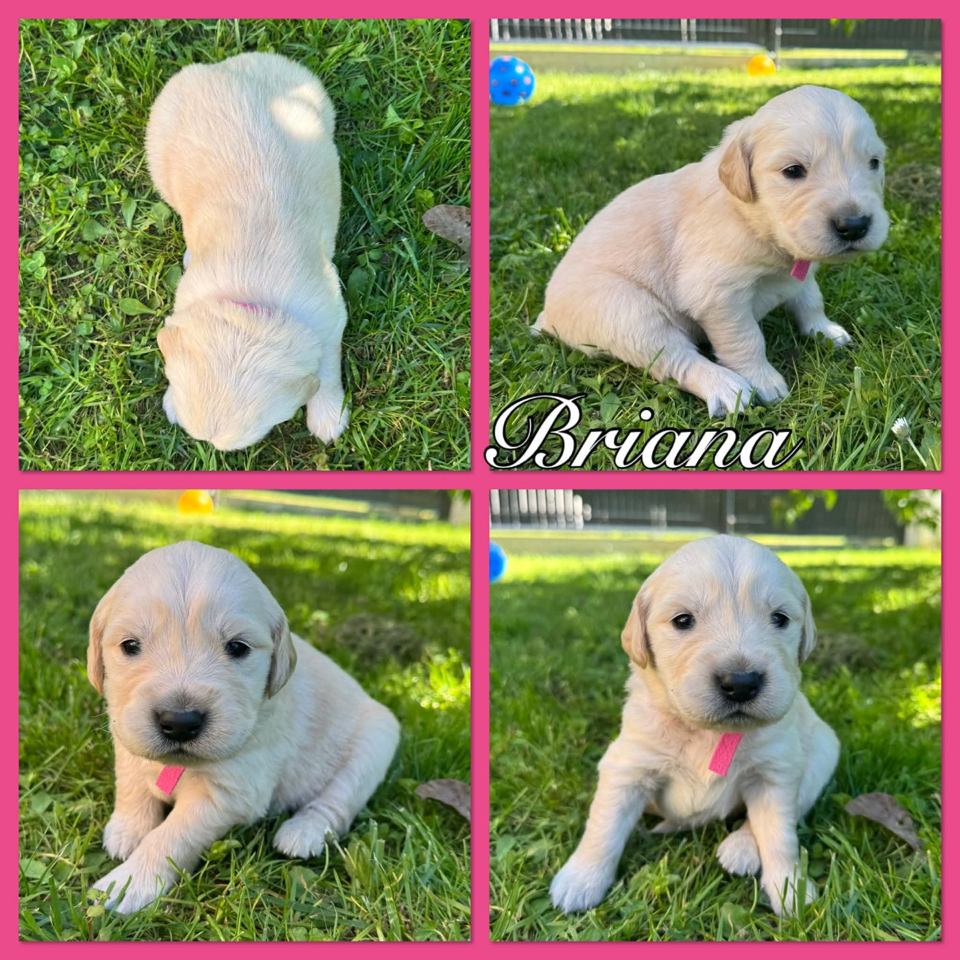 Du Domaine Des Belles Aubois - Chiots disponibles - Golden Retriever