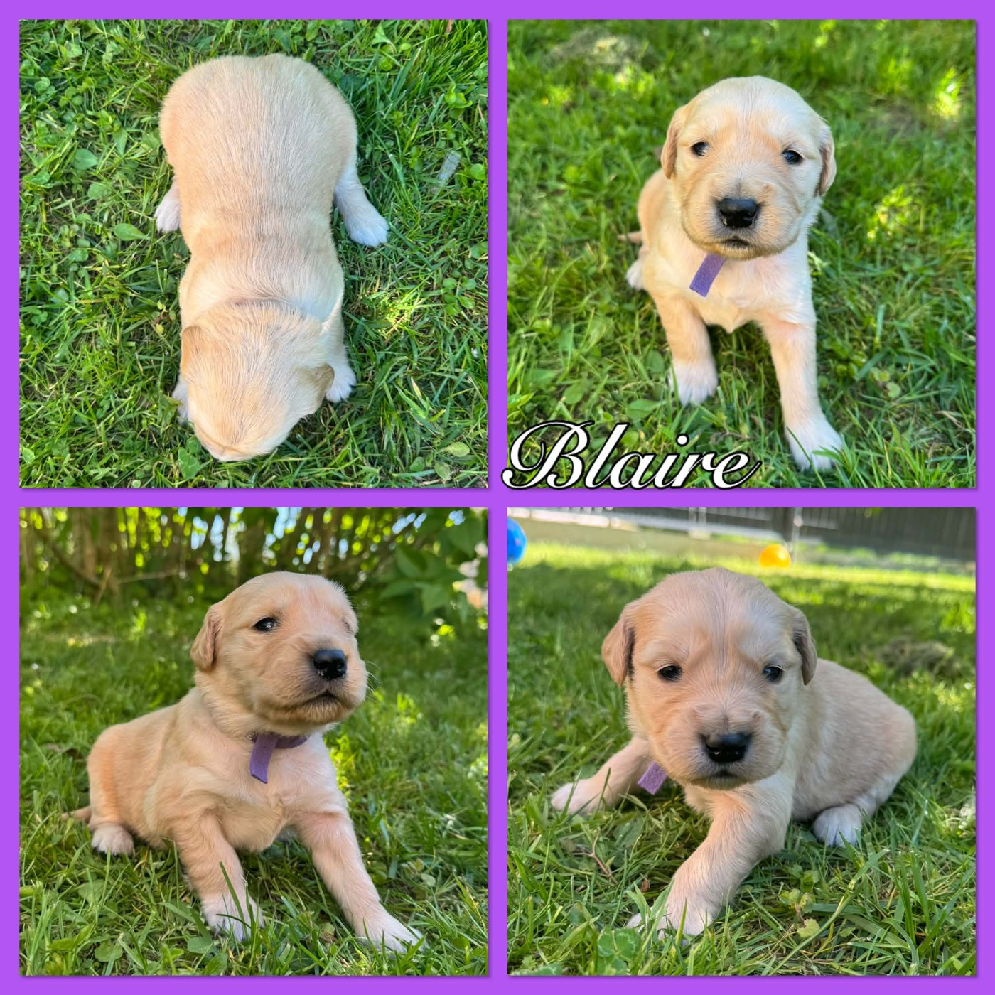 Du Domaine Des Belles Aubois - Chiots disponibles - Golden Retriever