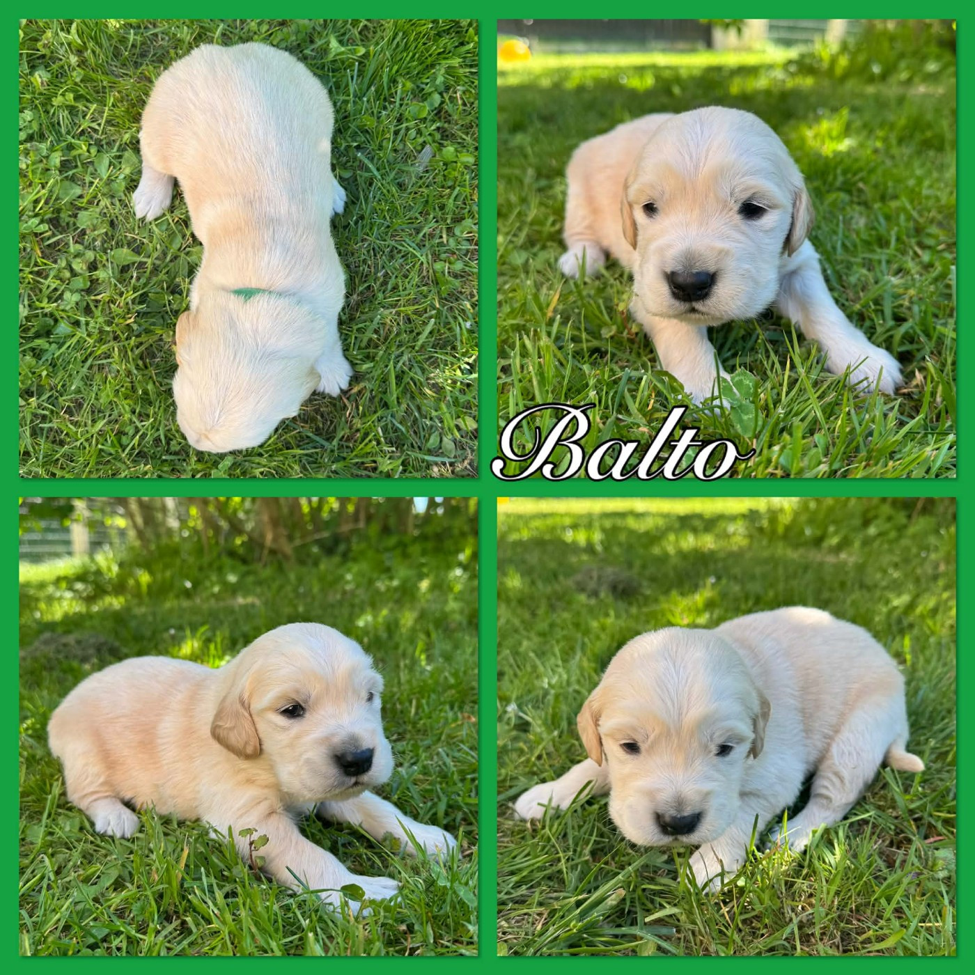 Du Domaine Des Belles Aubois - Chiots disponibles - Golden Retriever