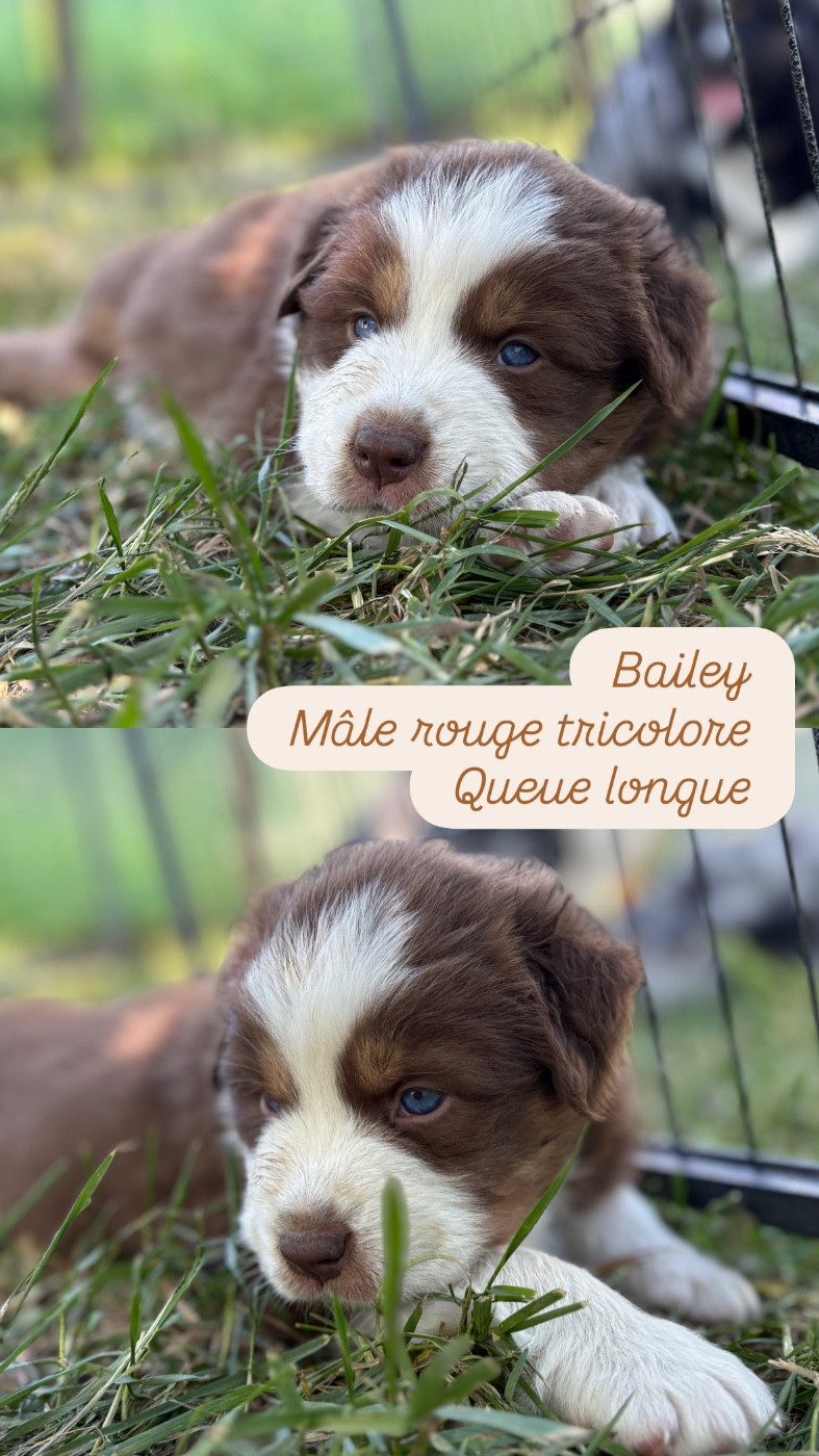 Du Domaine Des Belles Aubois - Chiots disponibles - Berger Australien