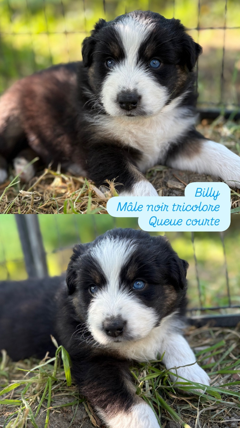 Du Domaine Des Belles Aubois - Chiots disponibles - Berger Australien