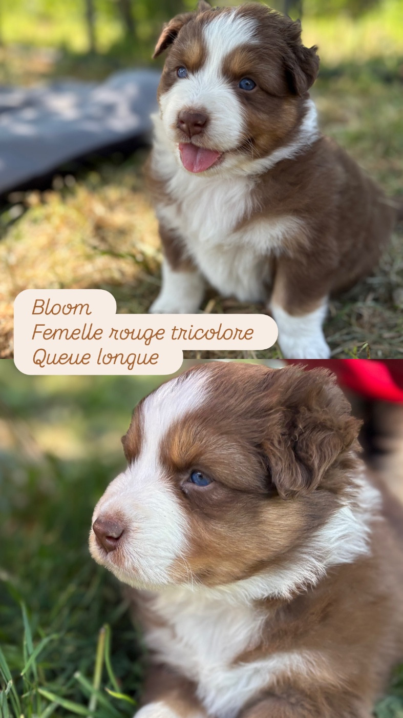 Du Domaine Des Belles Aubois - Chiots disponibles - Berger Australien