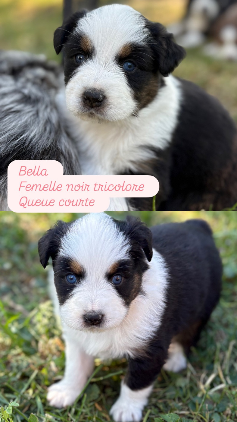 Du Domaine Des Belles Aubois - Chiots disponibles - Berger Australien
